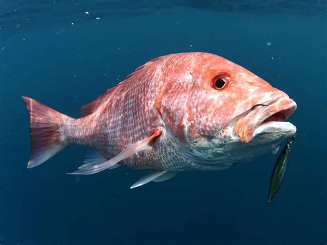 snapper fish|Snapper .